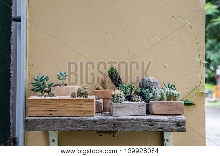 various cactus in pot on a table