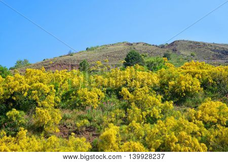 Yellow flowering bushes Cytisus scoparius on Vesuvius volcano next to Naples. Italy
