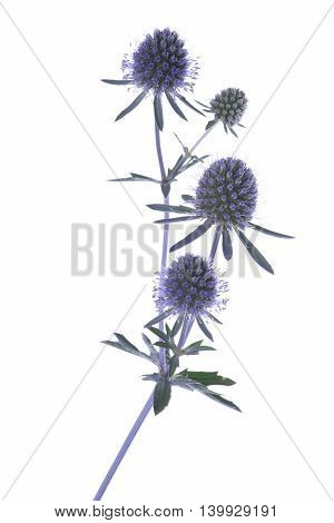 Twig of blue eryngium isolated on white background