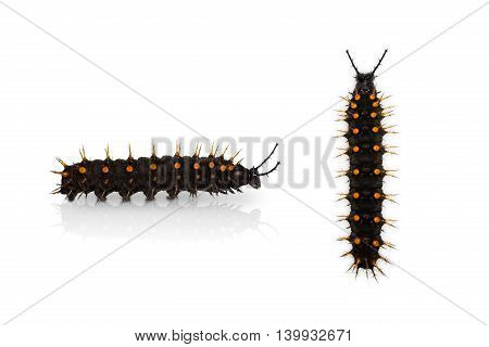 Close up of young Orange Oakleaf (Kallima inachus) caterpillar, side view and dorsal view, isolated on white with clipping path