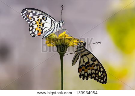 Lime Butterflies On Flower