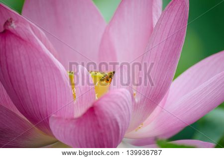 A bee is deflowering pink blooming lotus in summer