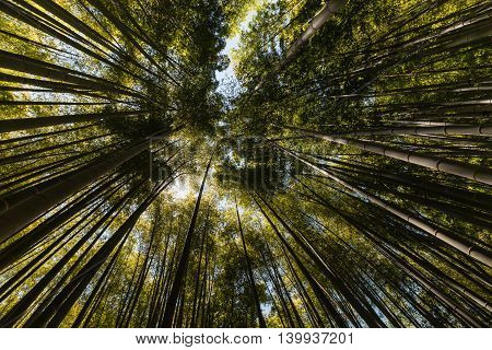 wide angle view of giant bamboo growing in forest