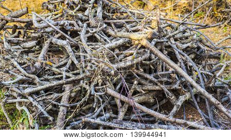 a pile of deadwood twings and trunks of small trees