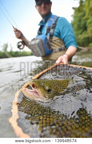 Closeup of brown trout being caught by flyfisherman