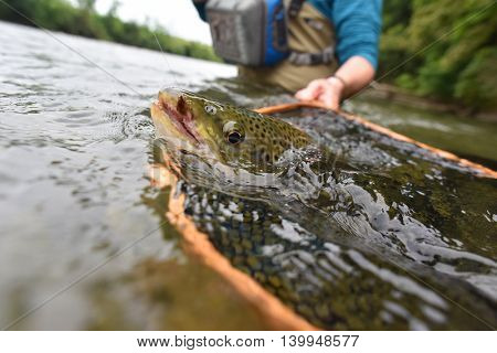 Closeup of brown trout being caught by flyfisherman
