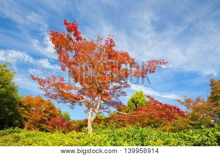 Beautiful red tree in fall with bright blue sky.