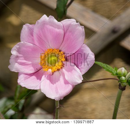 Close Up Of Purple Japanese Anemone Flower