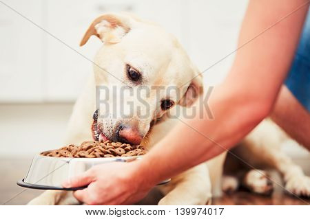 Feeding The Hungry Dog