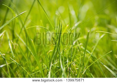Fresh green grass bokeh blur, flora, spring.