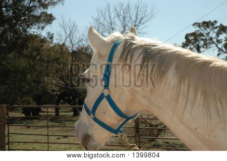 Horse Turned