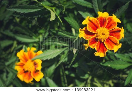 Flowers field Tagete. background of flowers tagetes. Flowering marigolds .Tagetes erecta. Gold marigold closeup