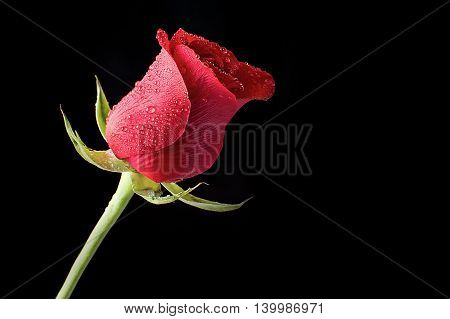 Beautiful and fresh red rose bathed in morning dew on a black background