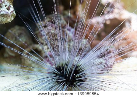 Sea urchin in the depths of the sea.