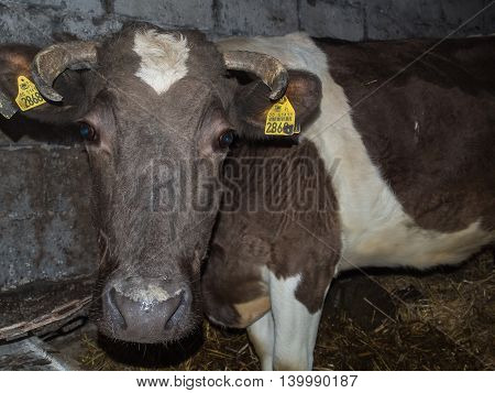 Bobrek Poland - February 10 2016: A milky cow in a barn looking at the camera lens