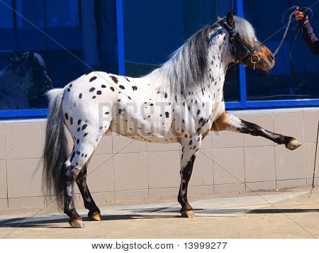 pony appaloosa