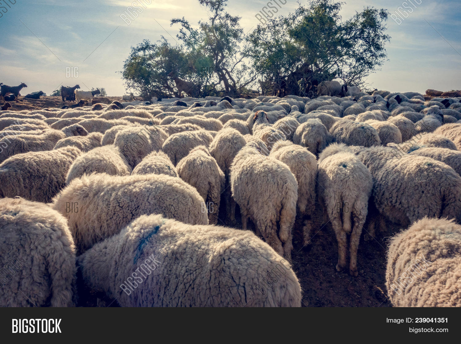 A flock of sheep. Овцеводство в исландии. Ягненок тоскана. Бараны стадо. Мэриленд порода овец.