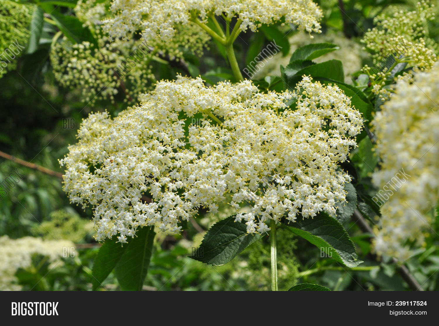 Elderflower Sambucus Image & Photo (Free Trial) Bigstock