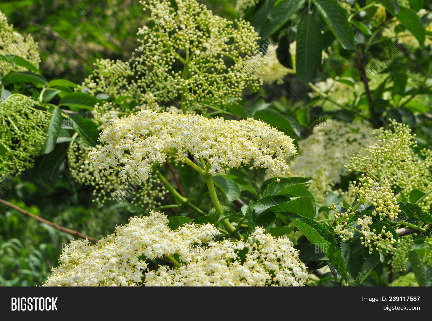 Elderflower Sambucus Image & Photo (Free Trial) Bigstock