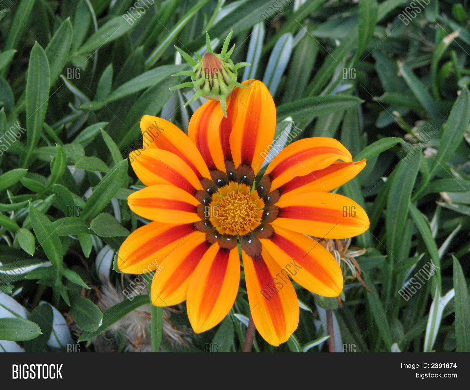 Desert FlowerOrange Image & Photo (Free Trial) Bigstock