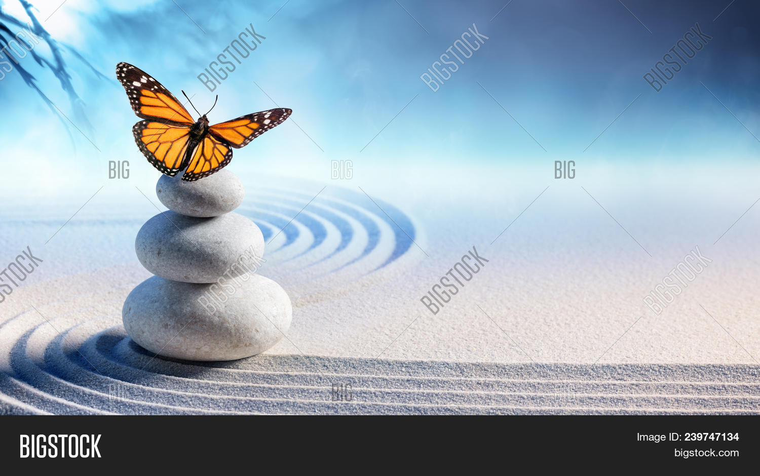 Butterfly On Spa Image & Photo (Free Trial) Bigstock