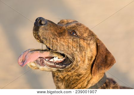 Mutt Dog Portrait In An Off-leash Dog Park In California.