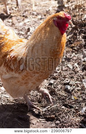 Beautiful Rooster Walking In A Farm Yard In Summer Day