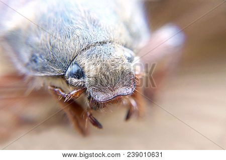 May-bug Close-up Portrait Of A Blurred Background, Insect Close-up