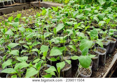 Seedlings Eggplant In The Greenhouse. Growing Eggplant Of Vegetables In Greenhouse.
