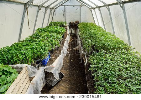 Seedlings Of Vegetables In The Greenhouse. Tomatoes, Cucumbers And Peppers.