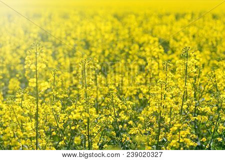 Rapeseed Field, Yellow Oil Rape Seeds In Bloom. Green Energy Field.