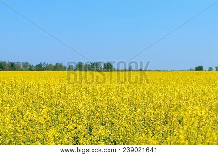 Rapeseed Field, Yellow Oil Rape Seeds In Bloom. Green Energy Field.