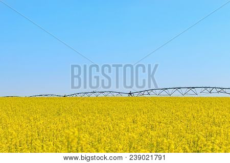 Rapeseed Field, Yellow Oil Rape Seeds In Bloom. Green Energy Field.