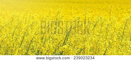 Rapeseed Field, Yellow Oil Rape Seeds In Bloom. Green Energy Field.