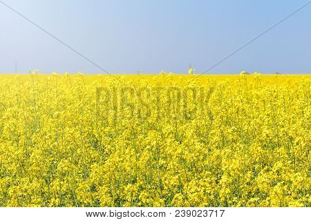 Rapeseed Field, Yellow Oil Rape Seeds In Bloom. Green Energy Field.