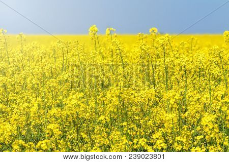 Rapeseed Field, Yellow Oil Rape Seeds In Bloom. Green Energy Field.