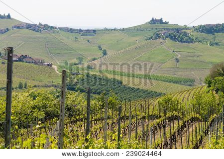 Beautiful Italian Landscape. Vineyards From Langhe Region,italy Agriculture. Unesco World Heritage S