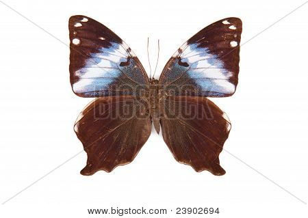 Isolata farfalla marrone e blu Prothoe Frank