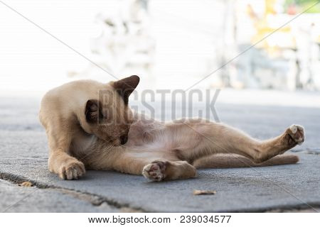 Cat Is Licking The Hair Lying On The Ground