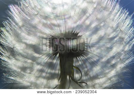 Close Up Dandelion Flower In Blue Bright Turquoise. Horizontal View.