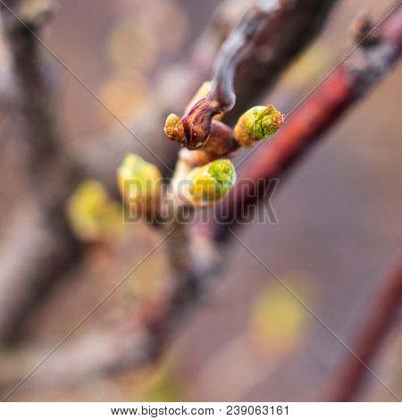 Swollen Buds On A Tree Branch In Spring .