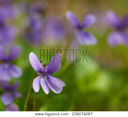 Spruce Branches And Snowdrops. Liverwort Noble. The First Spring Flowers In The Belarusian Forest