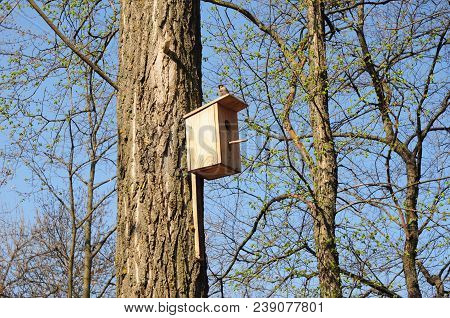 Sparrow On The Birdhouse, Nesting Box In Spring.