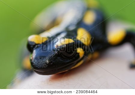 Fire Salamander (salamandra Salamandra) On A Hand