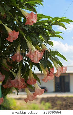 Close-up Of Brugmansia, Dhatura Flowers Hanging On Tree