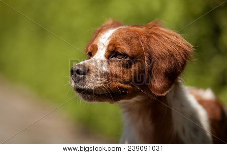 Epagneul Breton Beautiful Portrait In Hunting White-red