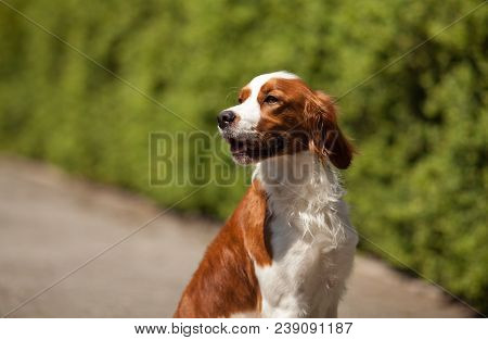 Epagneul Breton Beautiful Portrait In Hunting White-red