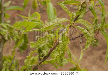 A Peach Tree With Leaves Disease: The Peach Leaf Curl