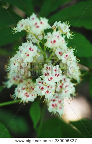 Blooming Chestnut Tree. White Blossomed Flowers Of A Chestnut Tree.