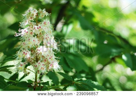 Blooming Chestnut Tree. White Blossomed Flowers Of A Chestnut Tree.